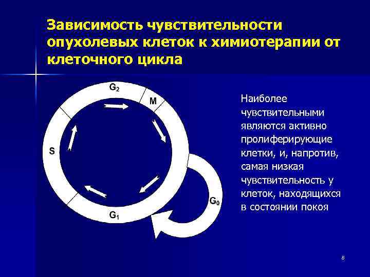 Зависимость чувствительности опухолевых клеток к химиотерапии от клеточного цикла Наиболее чувствительными являются активно пролиферирующие