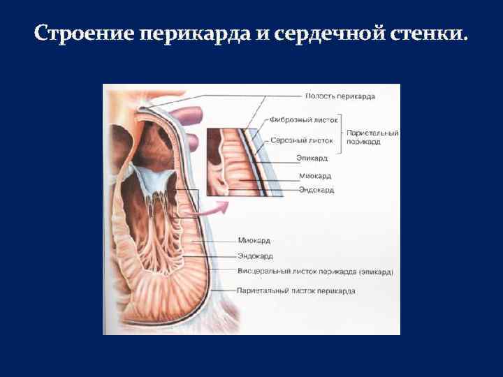 Строение перикарда и сердечной стенки. 