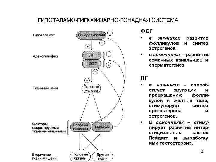 ГИПОТАЛАМО-ГИПОФИЗАРНО-ГОНАДНАЯ СИСТЕМА ФСГ • • в яичниках развитие фолликулов и синтез эстрогенов в семенниках