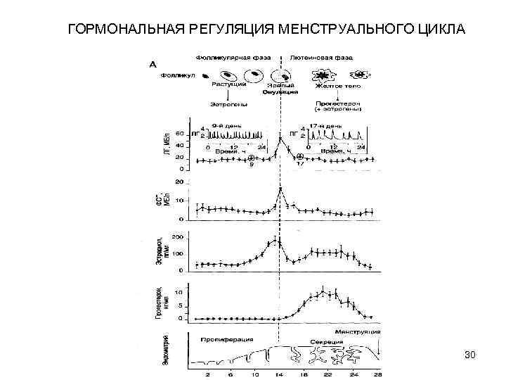 ГОРМОНАЛЬНАЯ РЕГУЛЯЦИЯ МЕНСТРУАЛЬНОГО ЦИКЛА 30 