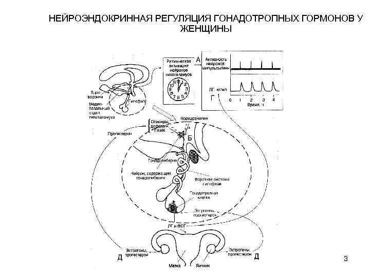 Схема регуляции менструационного цикла