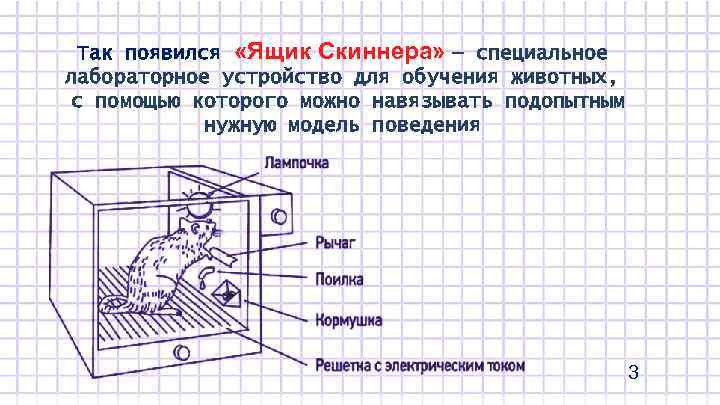 Так появился «Ящик Скиннера» — специальное лабораторное устройство для обучения животных, с помощью которого