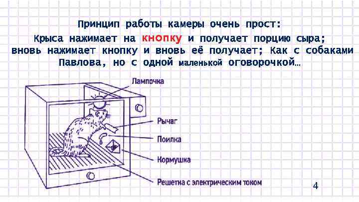 Принцип работы камеры очень прост: Крыса нажимает на кнопку и получает порцию сыра; вновь