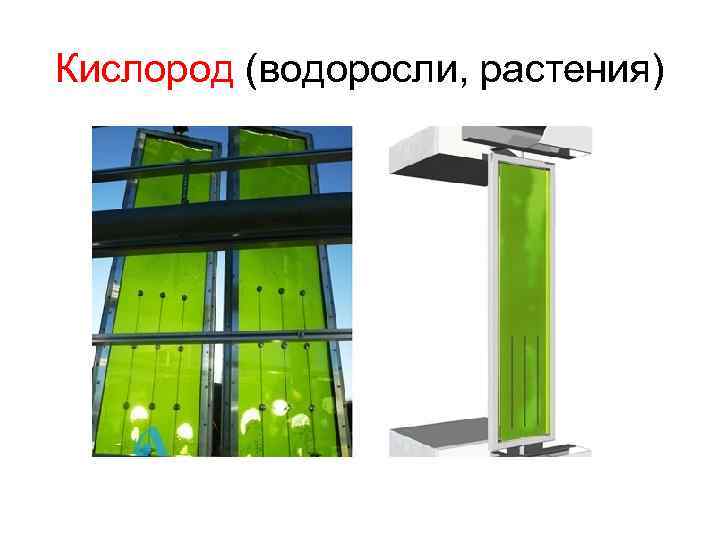 Кислород (водоросли, растения) 