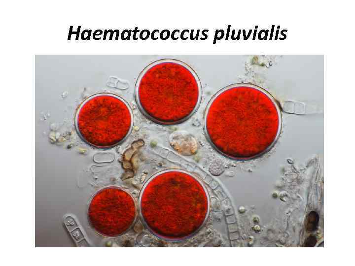 Haematococcus pluvialis 