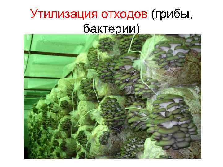 Утилизация отходов (грибы, бактерии) 