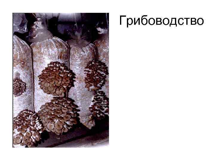 Грибоводство 