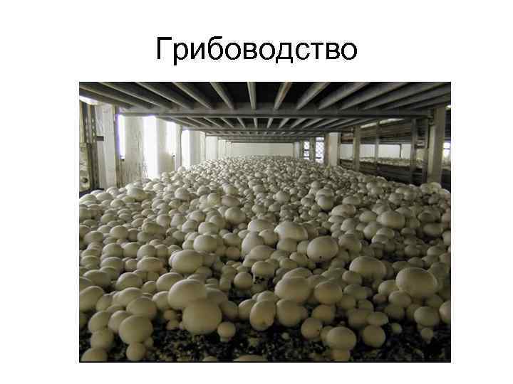Грибоводство 