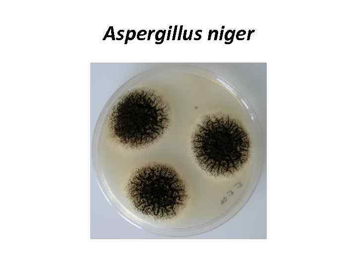 Aspergillus niger 