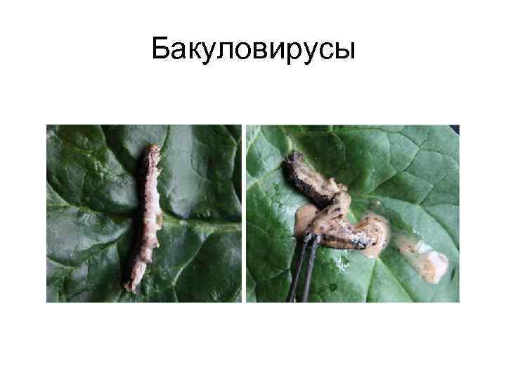 Бакуловирусы 