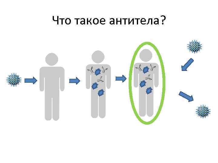 Что такое антитела? 