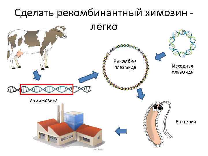 Сделать рекомбинантный химозин легко Рекомб-ая плазмида Исходная плазмида Ген химозина Бактерия 