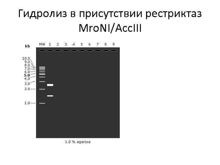 Гидролиз в присутствии рестриктаз Mro. NI/Acc. III 