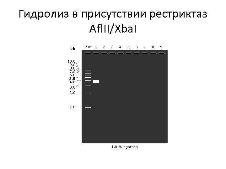 Гидролиз в присутствии рестриктаз Afl. II/Xba. I 