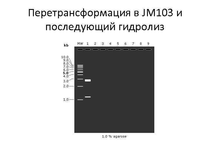 Перетрансформация в JM 103 и последующий гидролиз 