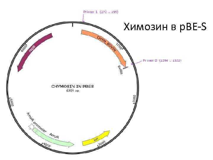 Химозин в p. BE-S 