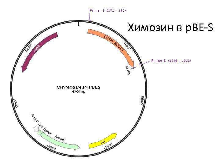 Химозин в p. BE-S 