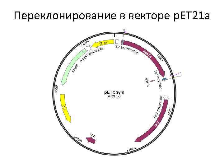 Переклонирование в векторе p. ET 21 a 