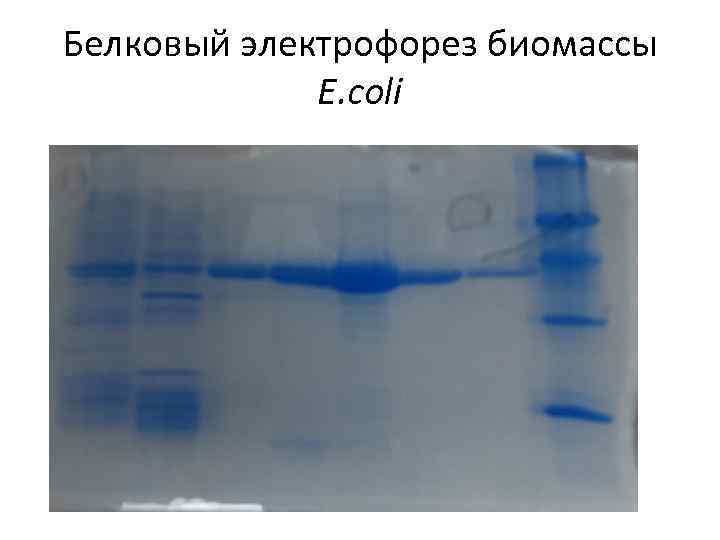 Белковый электрофорез биомассы E. coli 