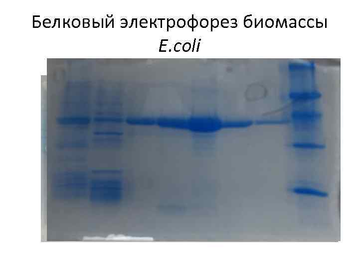 Белковый электрофорез биомассы E. coli 