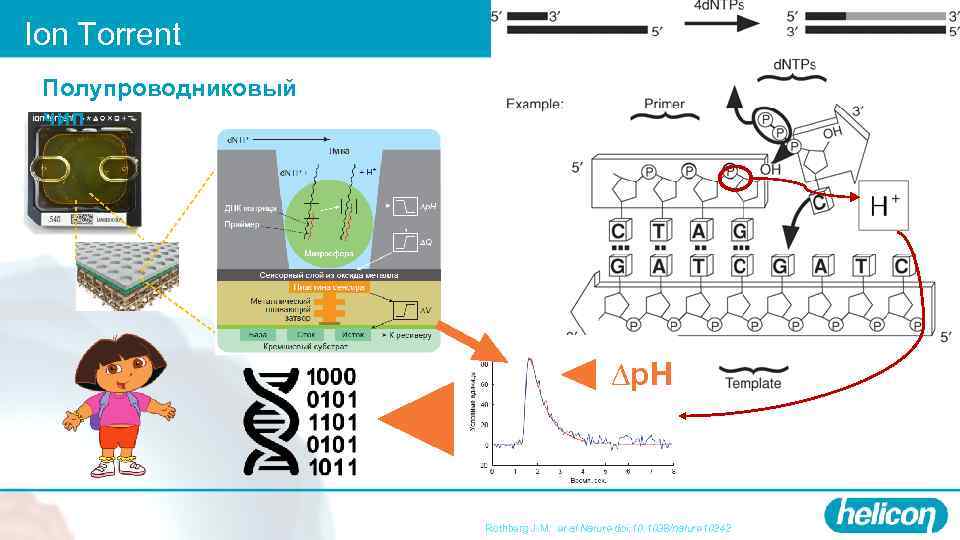 Ion Torrent Полупроводниковый чип ∆p. H Rothberg J. M. et al Nature doi: 10.