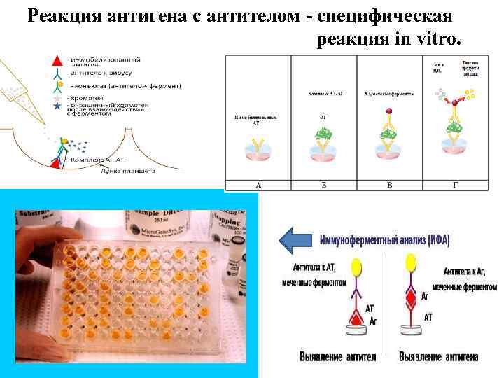 Реакция in vivo. Реакция антиген антитело. Специфичность реакции антиген антитело. Взаимодействие антигена с антителом. Общая характеристика моноклональных антител.