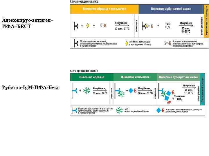Аденовирус-антиген– ИФА–БЕСТ Рубелла-Ig. M-ИФА-Бест 