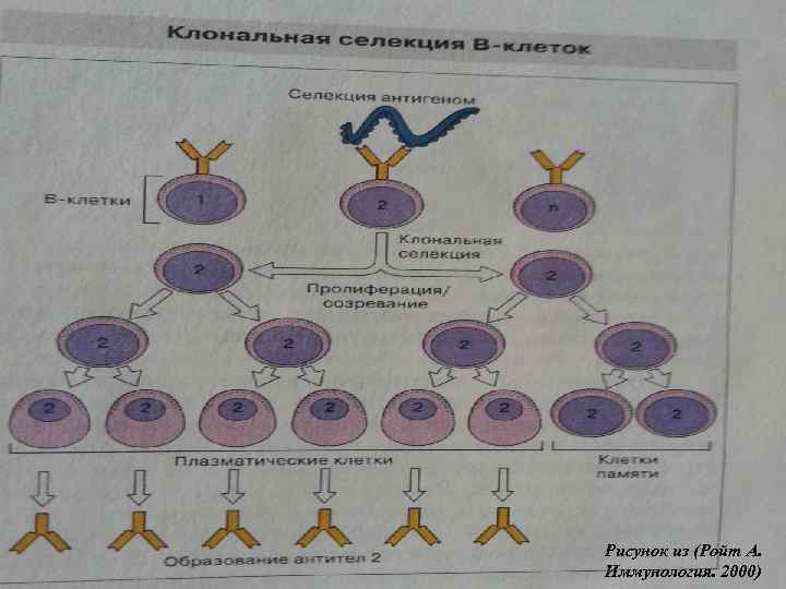 Рисунок из (Ройт А. Иммунология. 2000) 