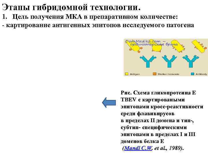 Гибридомная технология и моноклональные антитела презентация