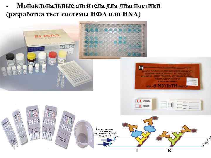 - Моноклональные антитела для диагностики (разработка тест-системы ИФА или ИХА) 
