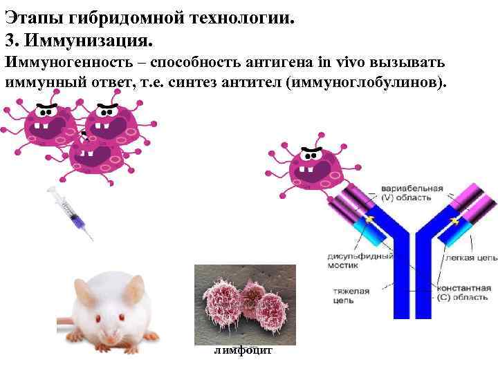 Этапы гибридомной технологии. 3. Иммунизация. Иммуногенность – способность антигена in vivo вызывать иммунный ответ,
