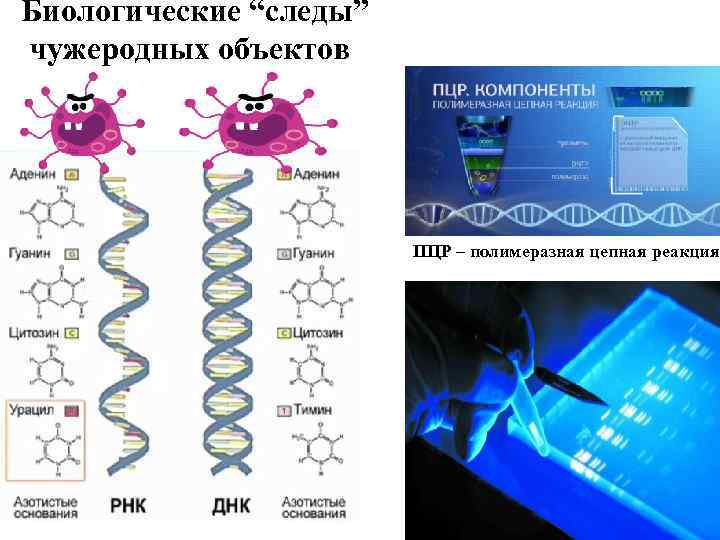 Биологические “следы” чужеродных объектов ПЦР – полимеразная цепная реакция 