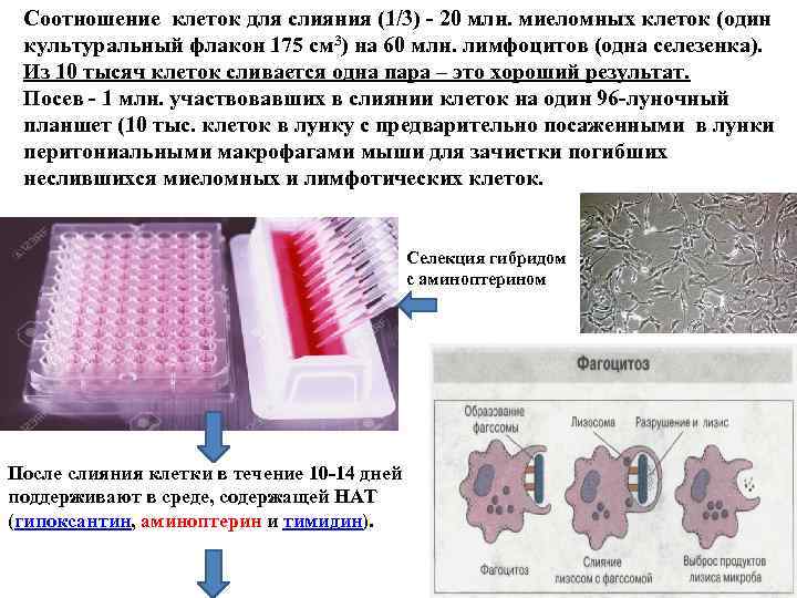 Соотношение клеток для слияния (1/3) - 20 млн. миеломных клеток (один культуральный флакон 175