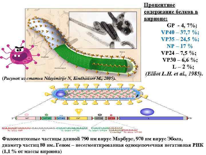 (Рисунок из статьи Ndayimirije N, Kindhauser M. , 2005). Процентное содержание белков в вирионе: