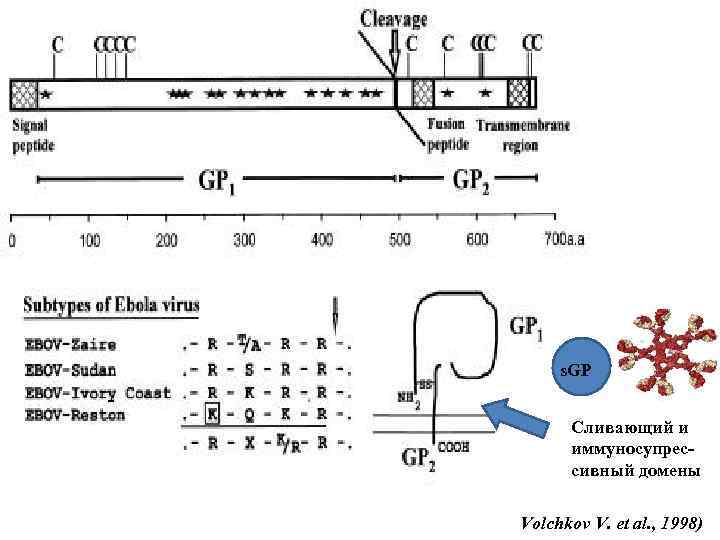 s. GP Сливающий и иммуносупрессивный домены Volchkov V. et al. , 1998) 