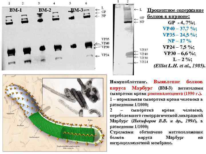 ВМ-1 ВМ-2 ВМ-3 Процентное содержание белков в вирионе: GP - 4, 7%; VP 40