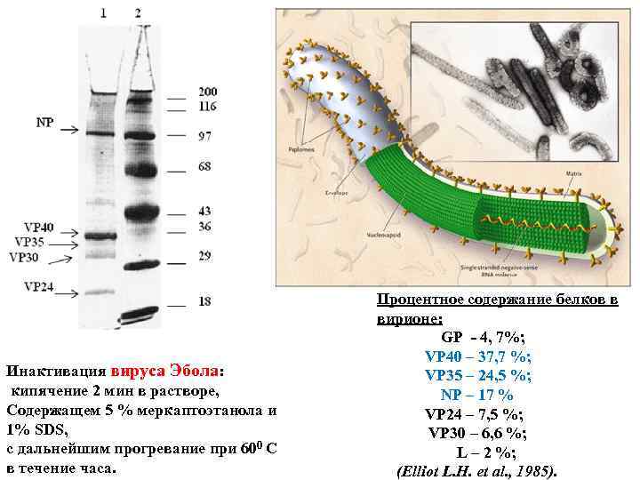 Инактивация вируса Эбола: кипячение 2 мин в растворе, Содержащем 5 % меркаптоэтанола и 1%