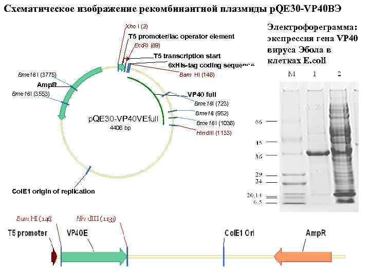 Схематическое изображение рекомбинантной плазмиды p. QE 30 -VP 40 ВЭ Xho I (2) T