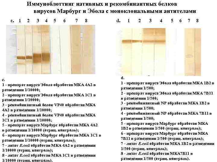 Иммуноблоттинг нативных и рекомбинантных белков вирусов Марбург и Эбола с моноклональными антителами c. 1