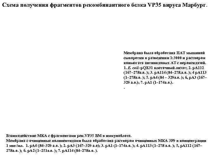 Схема получения фрагментов рекомбинантного белка VP 35 вируса Марбург. Мембрана была обработана ПАТ мышиной