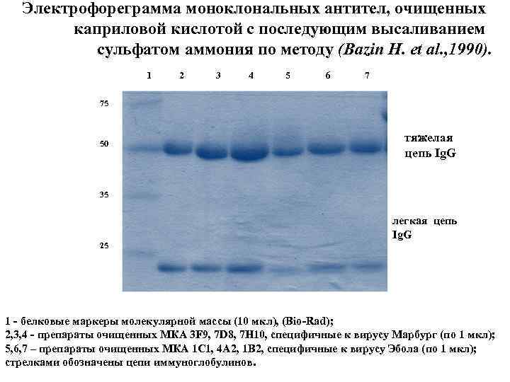  Электрофореграмма моноклональных антител, очищенных каприловой кислотой с последующим высаливанием сульфатом аммония по методу