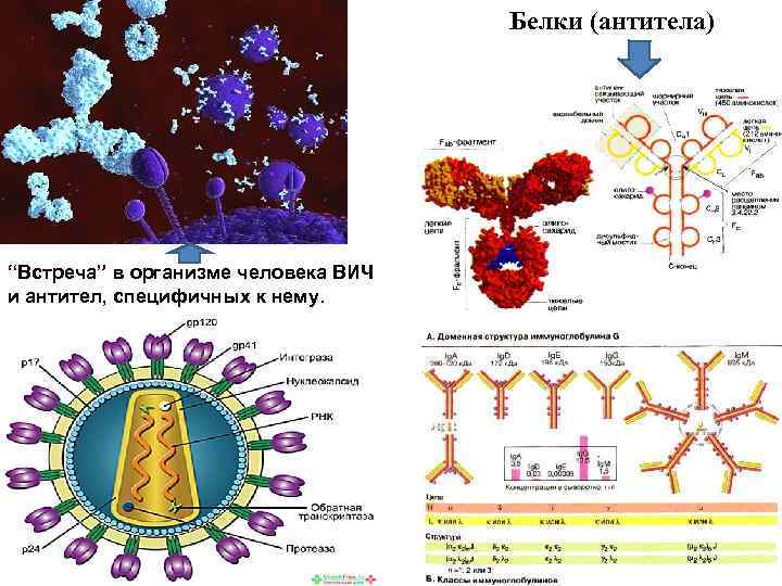 Белки вич. ВИЧ антитела и антигены КДЛ. Структура белков и антител. Белки антитела. Антитела в организме человека.