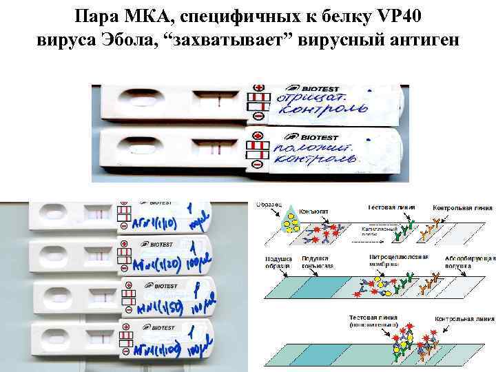 Пара МКА, специфичных к белку VP 40 вируса Эбола, “захватывает” вирусный антиген 