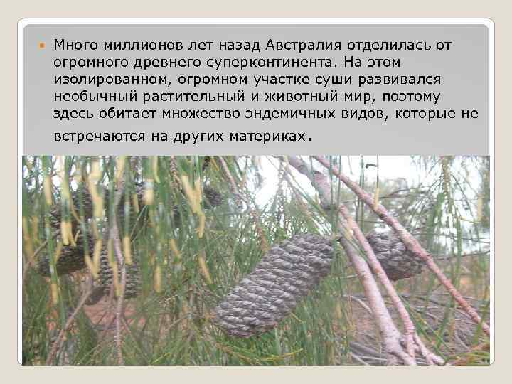  Много миллионов лет назад Австралия отделилась от огромного древнего суперконтинента. На этом изолированном,