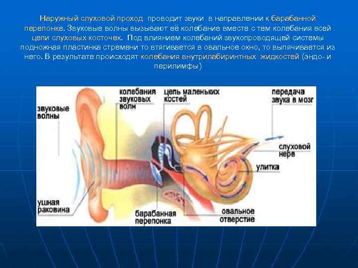 Наружный слуховой проход проводит звуки в направлении к барабанной перепонке. Звуковые волны вызывают её