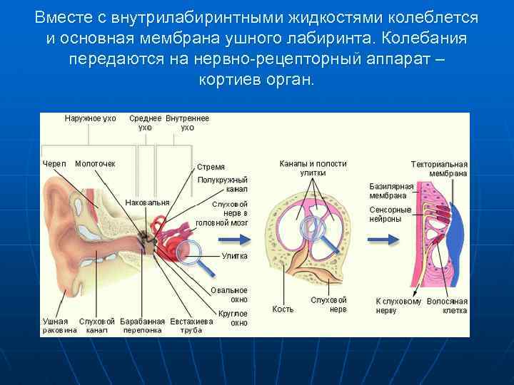 Вместе с внутрилабиринтными жидкостями колеблется и основная мембрана ушного лабиринта. Колебания передаются на нервно-рецепторный