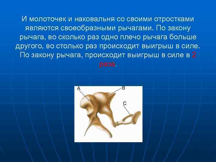 И молоточек и наковальня со своими отростками являются своеобразными рычагами. По закону рычага, во