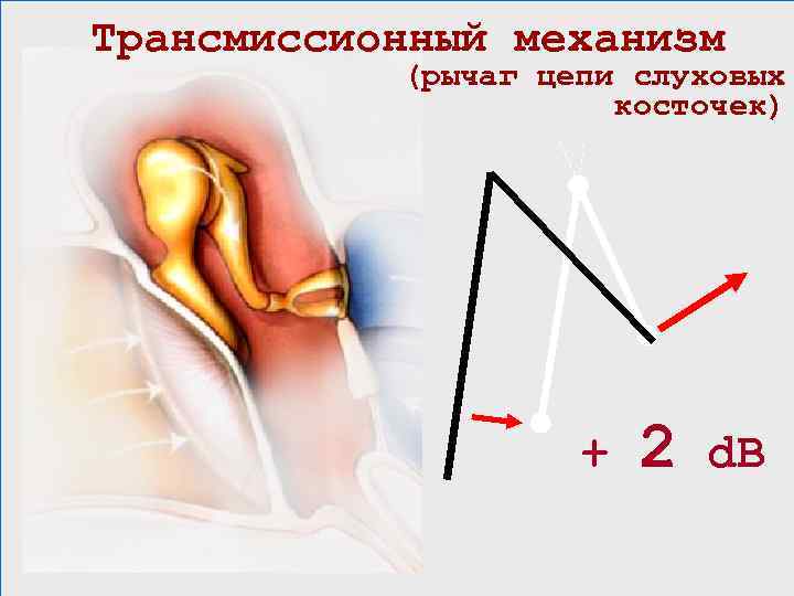 Трансмиссионный механизм (рычаг цепи слуховых косточек) + 2 d. B 
