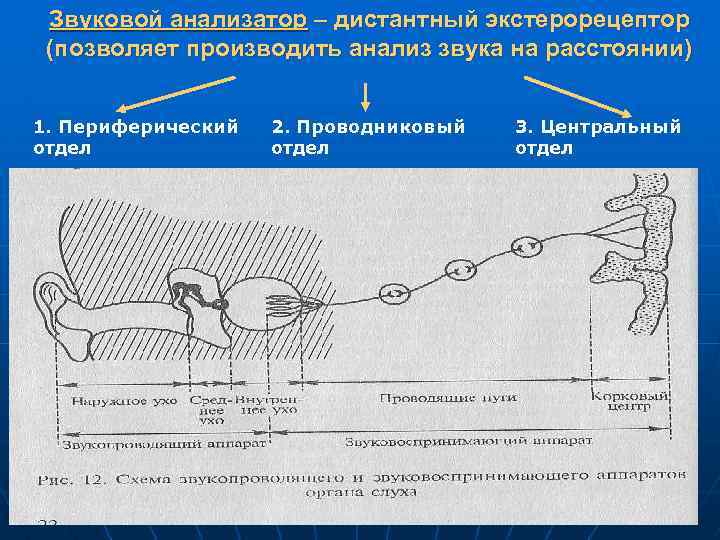 Звуковой анализатор – дистантный экстерорецептор (позволяет производить анализ звука на расстоянии) 1. Периферический отдел