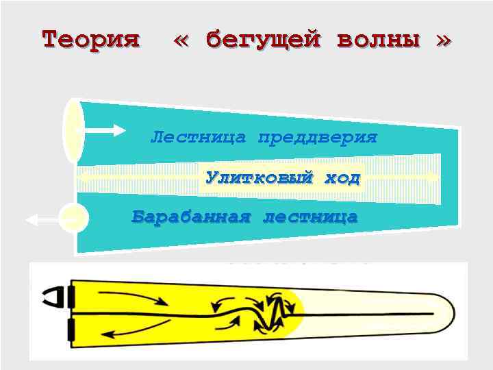 Теория « бегущей волны » Лестница преддверия Улитковый ход Барабанная лестница 